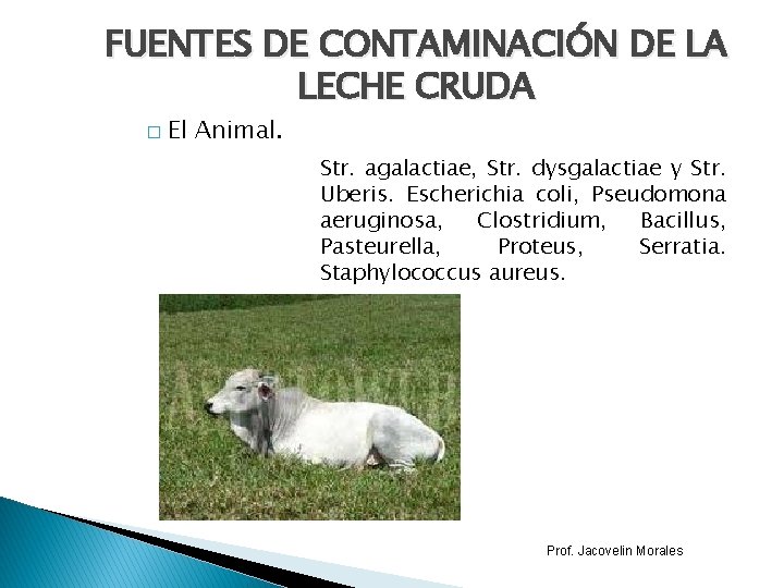 FUENTES DE CONTAMINACIÓN DE LA LECHE CRUDA � El Animal. Str. agalactiae, Str. dysgalactiae