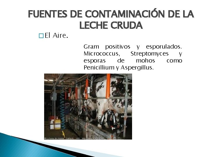 FUENTES DE CONTAMINACIÓN DE LA LECHE CRUDA � El Aire. Gram positivos y esporulados.