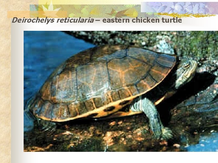 Deirochelys reticularia – eastern chicken turtle 