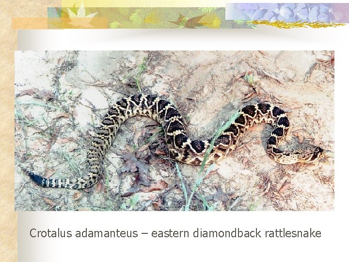 Crotalus adamanteus – eastern diamondback rattlesnake 