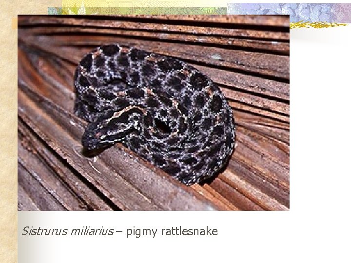 Sistrurus miliarius – pigmy rattlesnake 