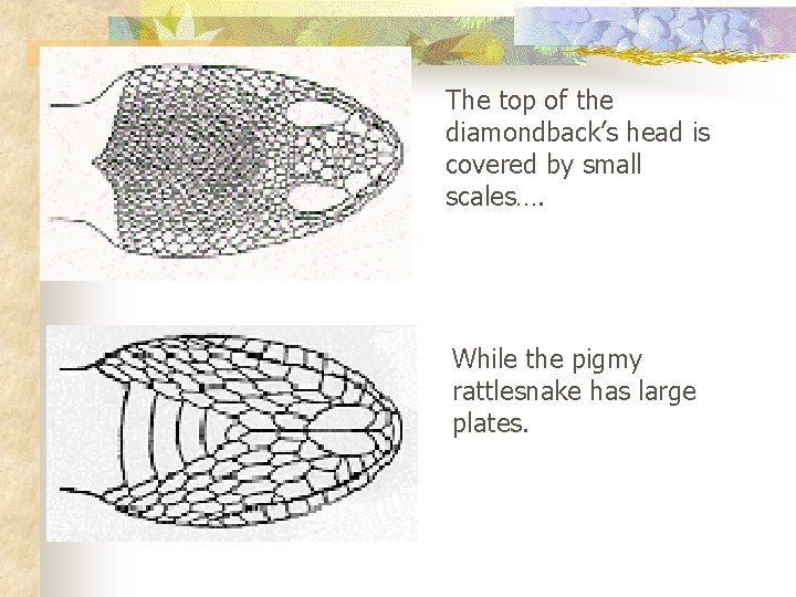 The top of the diamondback’s head is covered by small scales…. While the pigmy