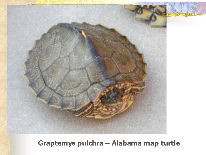 Graptemys pulchra – Alabama map turtle 