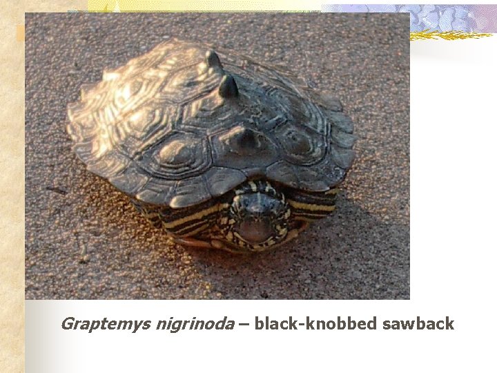 Graptemys nigrinoda – black-knobbed sawback 