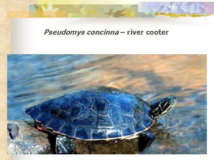 Pseudomys concinna – river cooter 