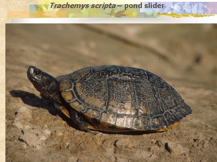 Trachemys scripta – pond slider 