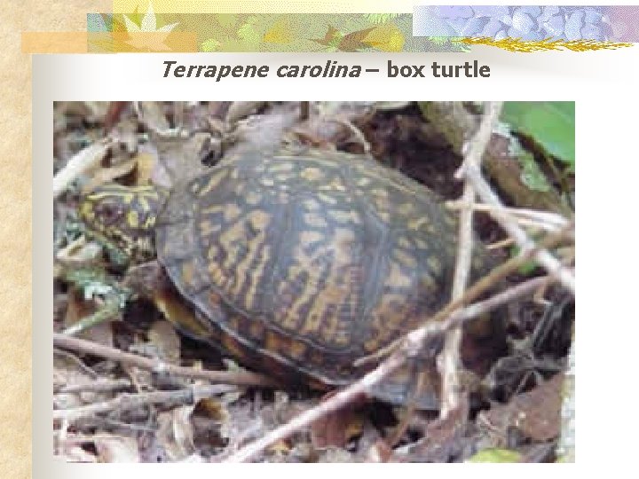 Terrapene carolina – box turtle 