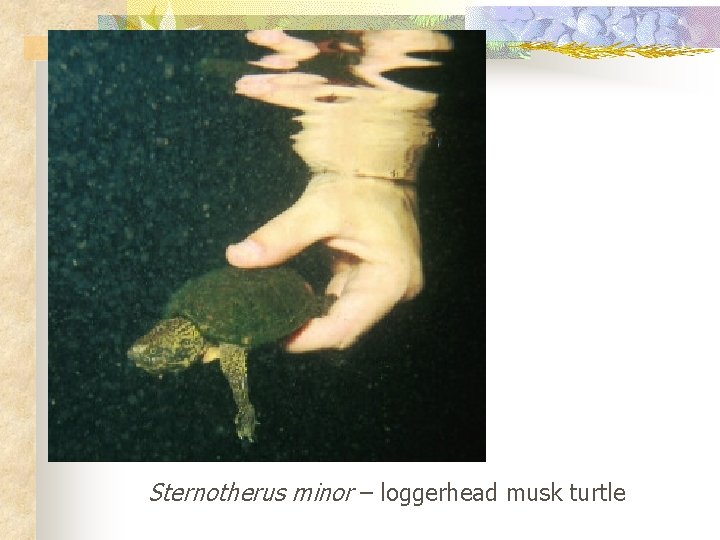 Sternotherus minor – loggerhead musk turtle 