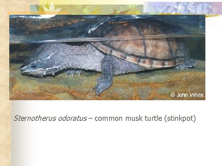 Sternotherus odoratus – common musk turtle (stinkpot) 