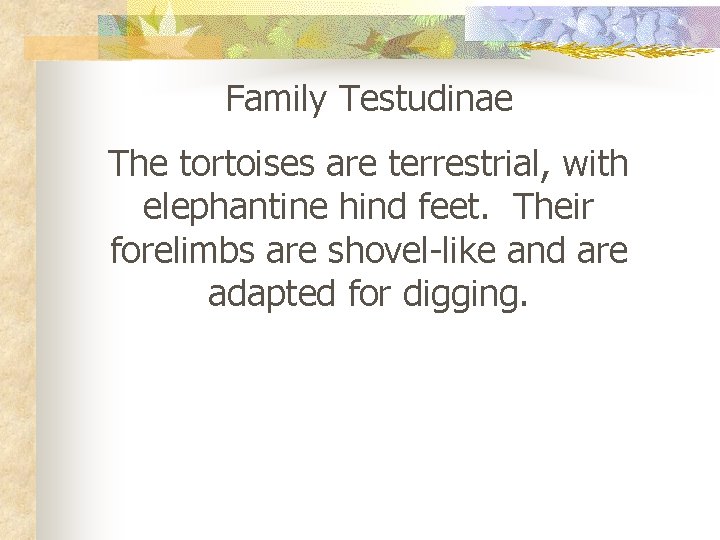 Family Testudinae The tortoises are terrestrial, with elephantine hind feet. Their forelimbs are shovel-like