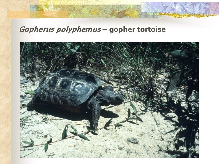 Gopherus polyphemus – gopher tortoise 