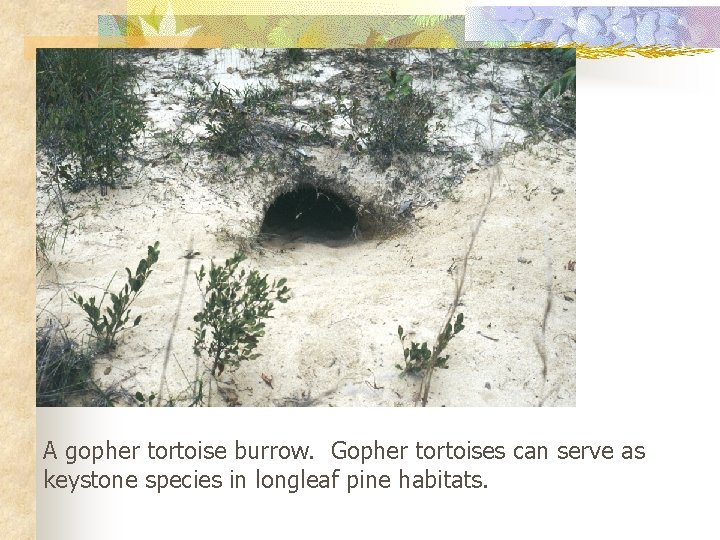 A gopher tortoise burrow. Gopher tortoises can serve as keystone species in longleaf pine