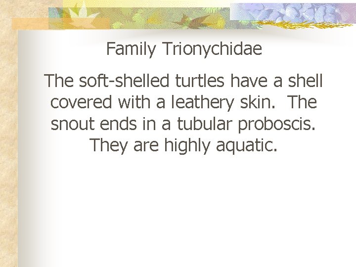 Family Trionychidae The soft-shelled turtles have a shell covered with a leathery skin. The
