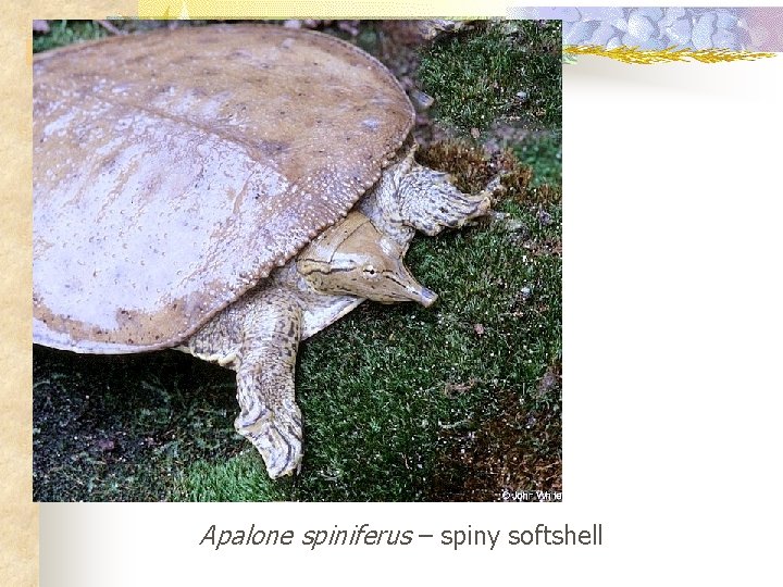 Apalone spiniferus – spiny softshell 