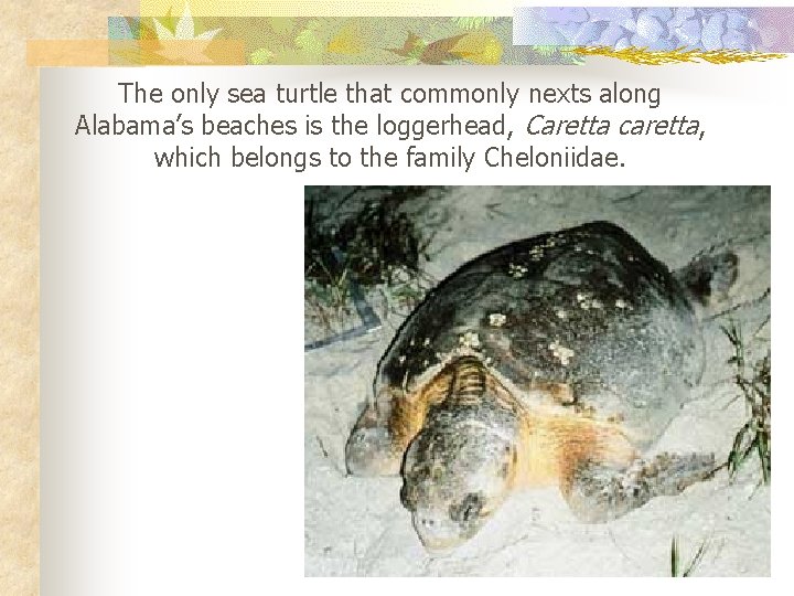 The only sea turtle that commonly nexts along Alabama’s beaches is the loggerhead, Caretta