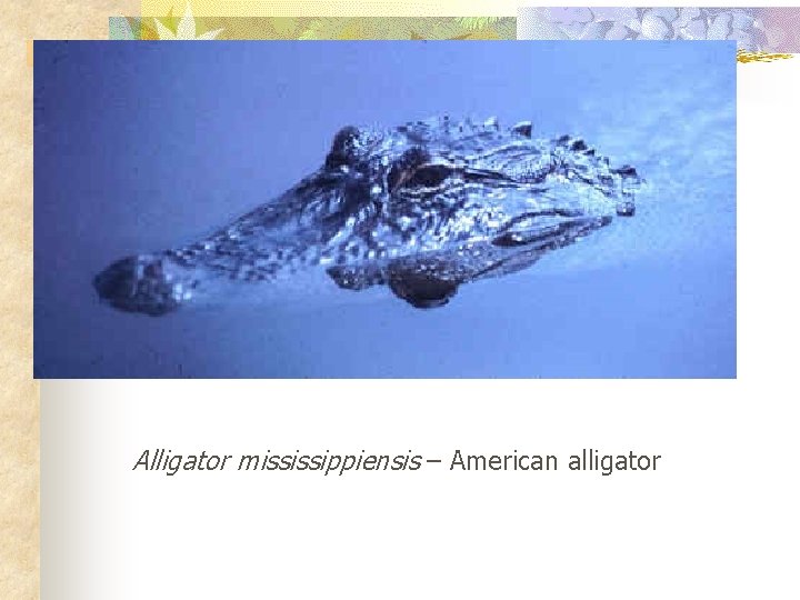 Alligator mississippiensis – American alligator 