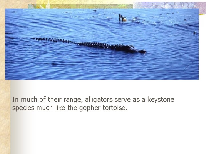 In much of their range, alligators serve as a keystone species much like the