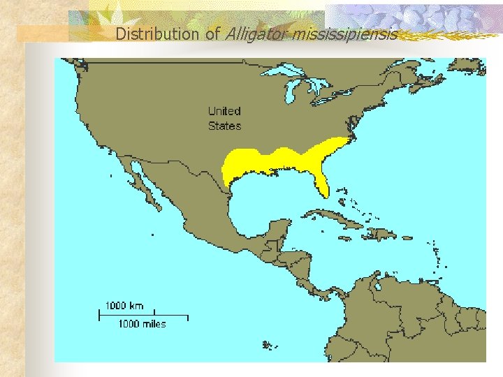 Distribution of Alligator mississipiensis 