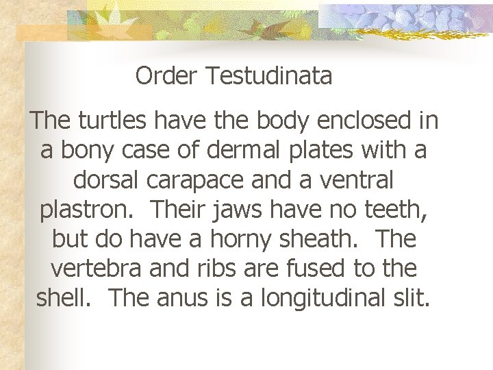 Order Testudinata The turtles have the body enclosed in a bony case of dermal