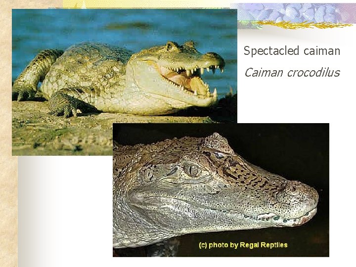 Spectacled caiman Caiman crocodilus 