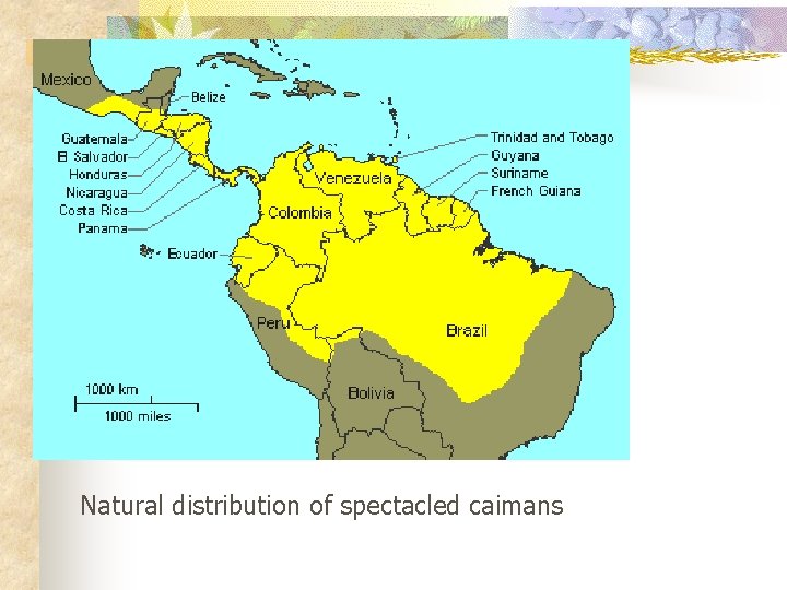Natural distribution of spectacled caimans 