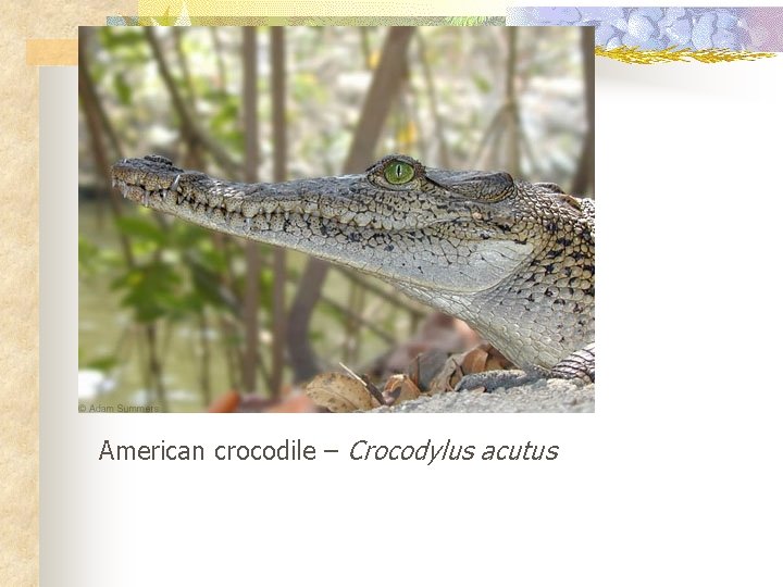 American crocodile – Crocodylus acutus 