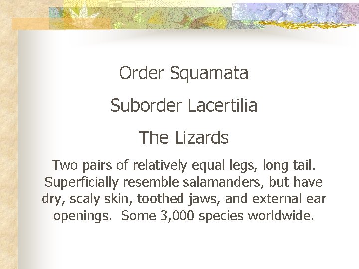 Order Squamata Suborder Lacertilia The Lizards Two pairs of relatively equal legs, long tail.