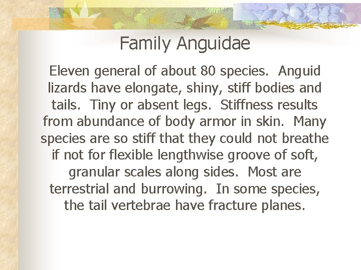 Family Anguidae Eleven general of about 80 species. Anguid lizards have elongate, shiny, stiff