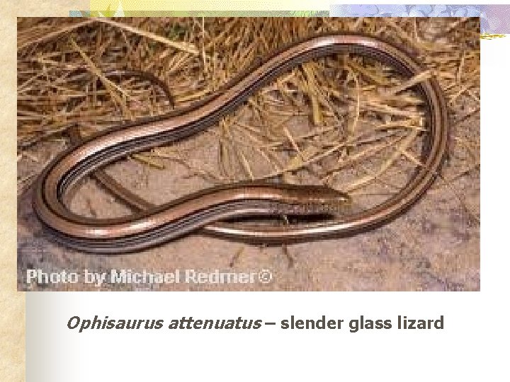 Ophisaurus attenuatus – slender glass lizard 