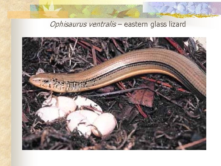 Ophisaurus ventralis – eastern glass lizard 