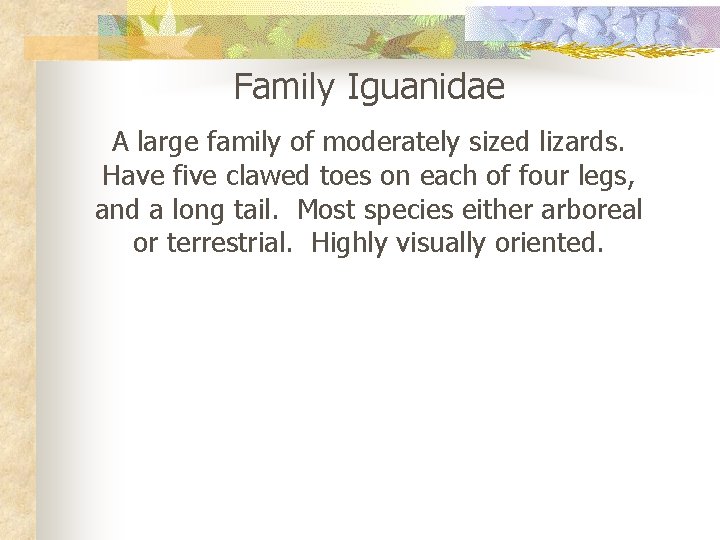 Family Iguanidae A large family of moderately sized lizards. Have five clawed toes on