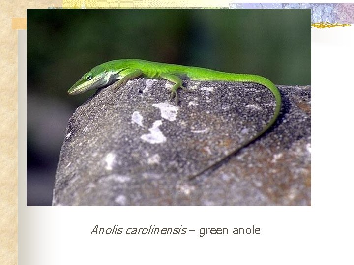 Anolis carolinensis – green anole 