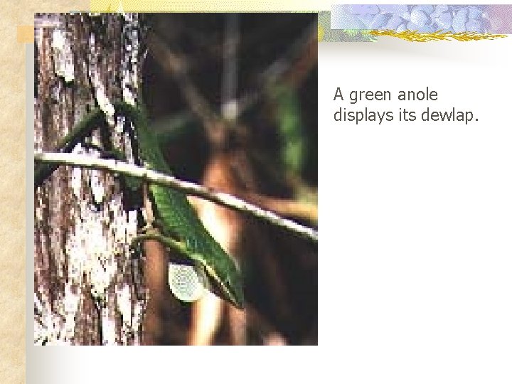 A green anole displays its dewlap. 