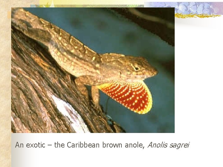 An exotic – the Caribbean brown anole, Anolis sagrei 