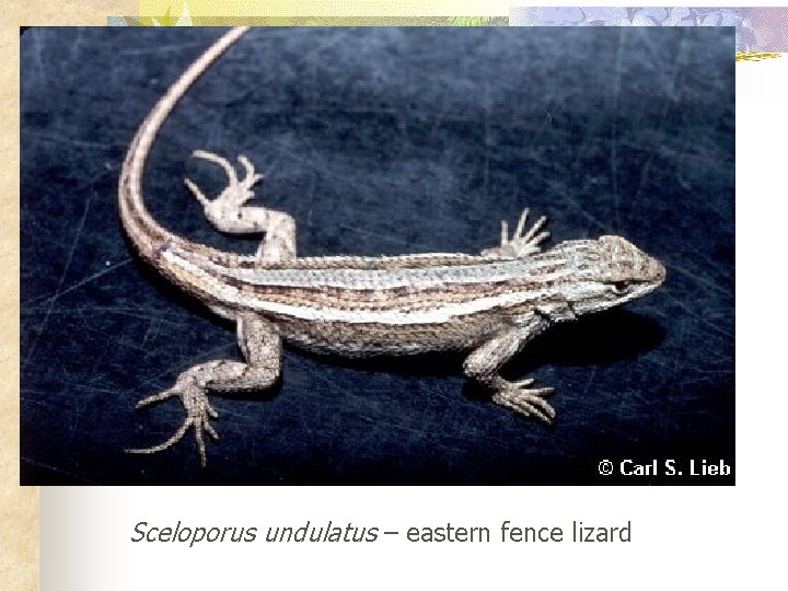 Sceloporus undulatus – eastern fence lizard 
