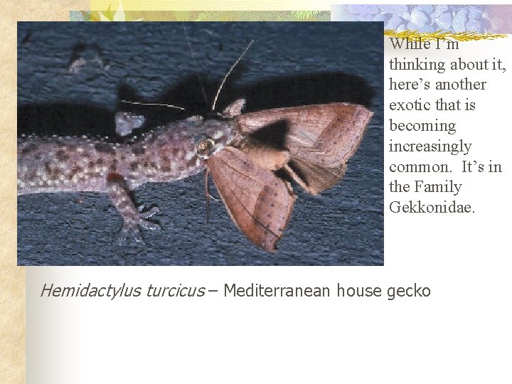 While I’m thinking about it, here’s another exotic that is becoming increasingly common. It’s