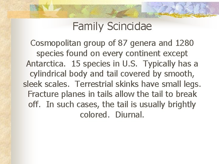 Family Scincidae Cosmopolitan group of 87 genera and 1280 species found on every continent