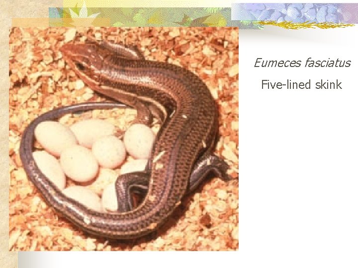 Eumeces fasciatus Five-lined skink 