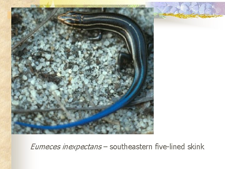 Eumeces inexpectans – southeastern five-lined skink 