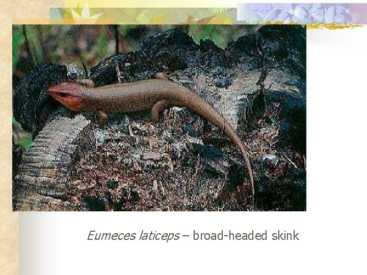 Eumeces laticeps – broad-headed skink 
