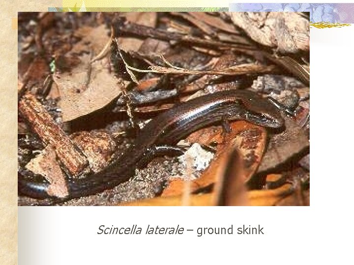 Scincella laterale – ground skink 