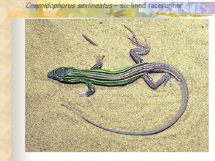 Cnemidophorus sexlineatus – six-lined racerunner 