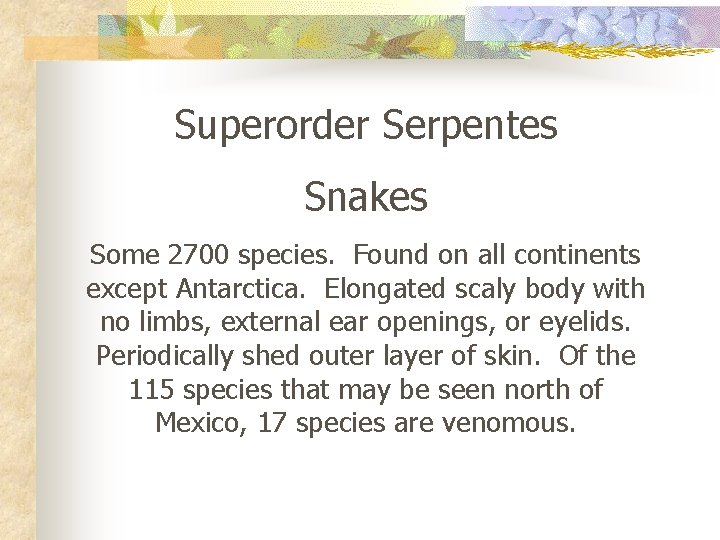Superorder Serpentes Snakes Some 2700 species. Found on all continents except Antarctica. Elongated scaly