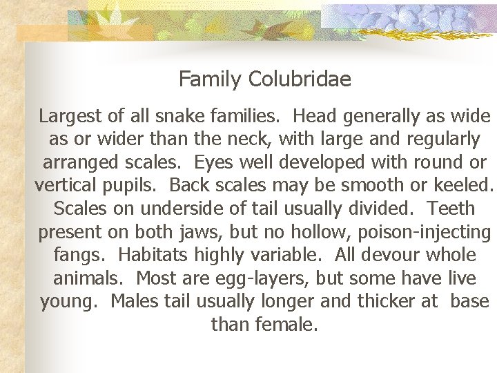 Family Colubridae Largest of all snake families. Head generally as wide as or wider