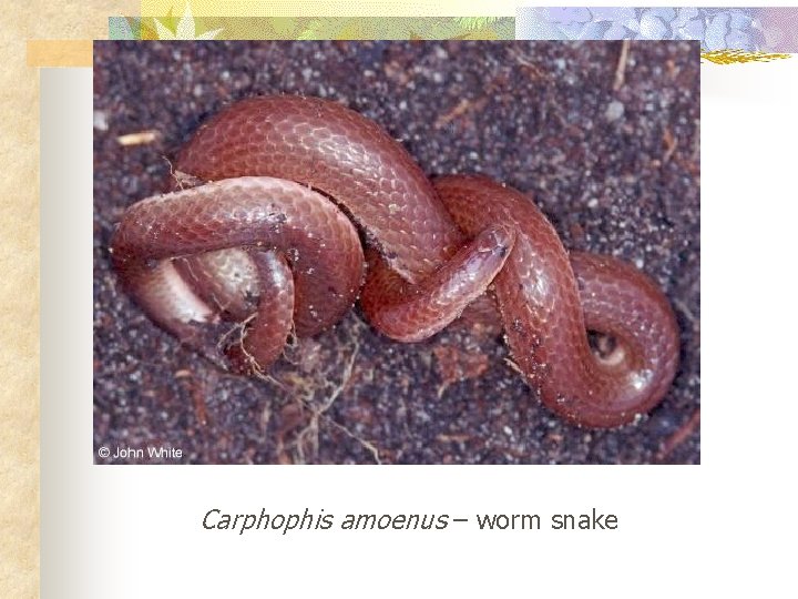 Carphophis amoenus – worm snake 