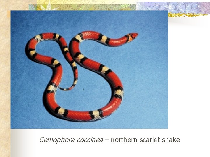Cemophora coccinea – northern scarlet snake 