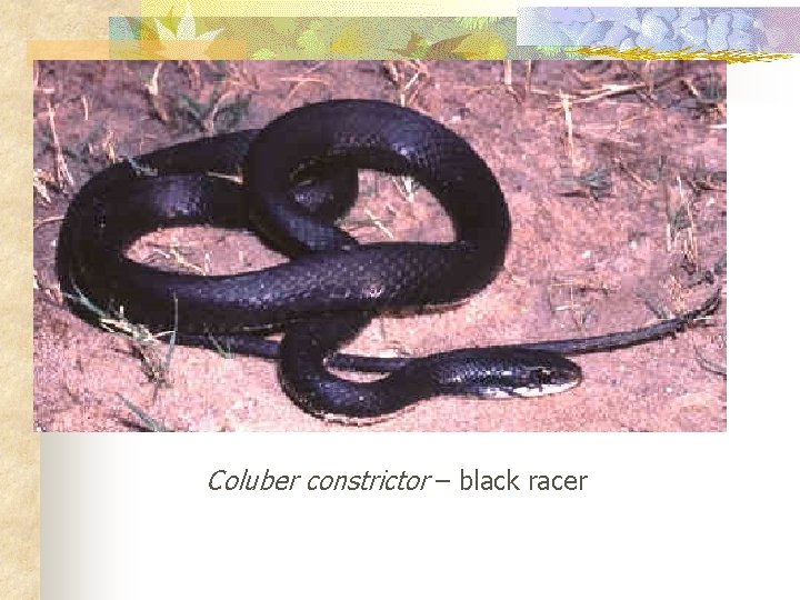 Coluber constrictor – black racer 