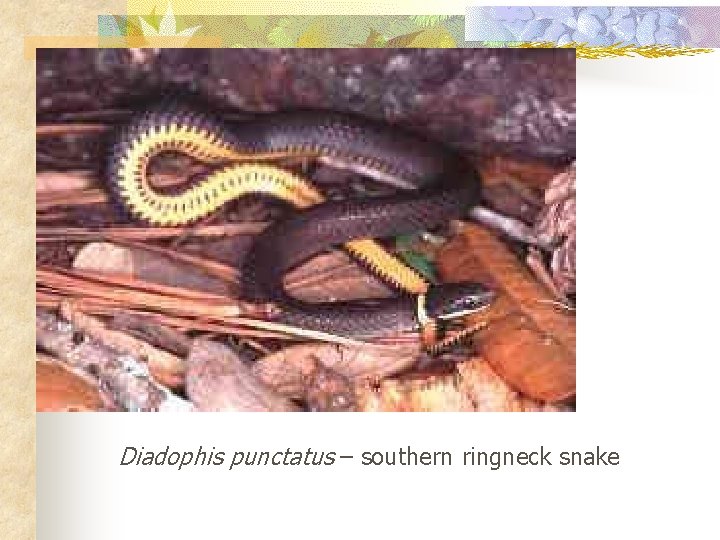 Diadophis punctatus – southern ringneck snake 