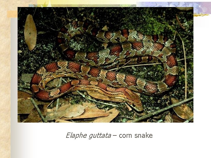 Elaphe guttata – corn snake 