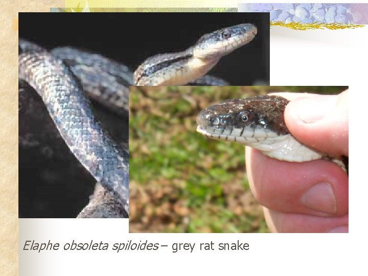 Elaphe obsoleta spiloides – grey rat snake 
